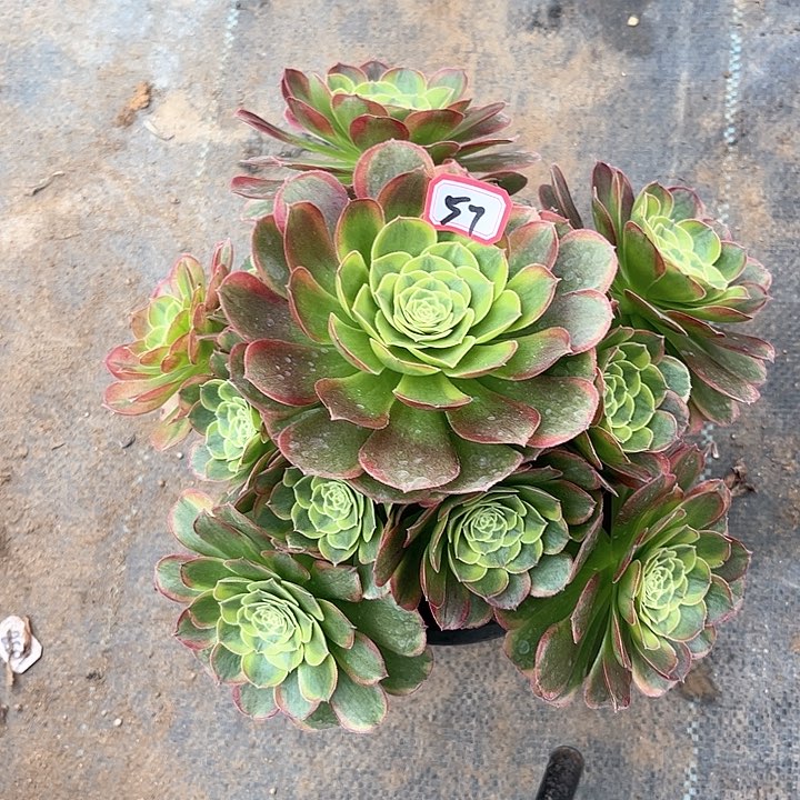 一物一拍多肉万奶白57