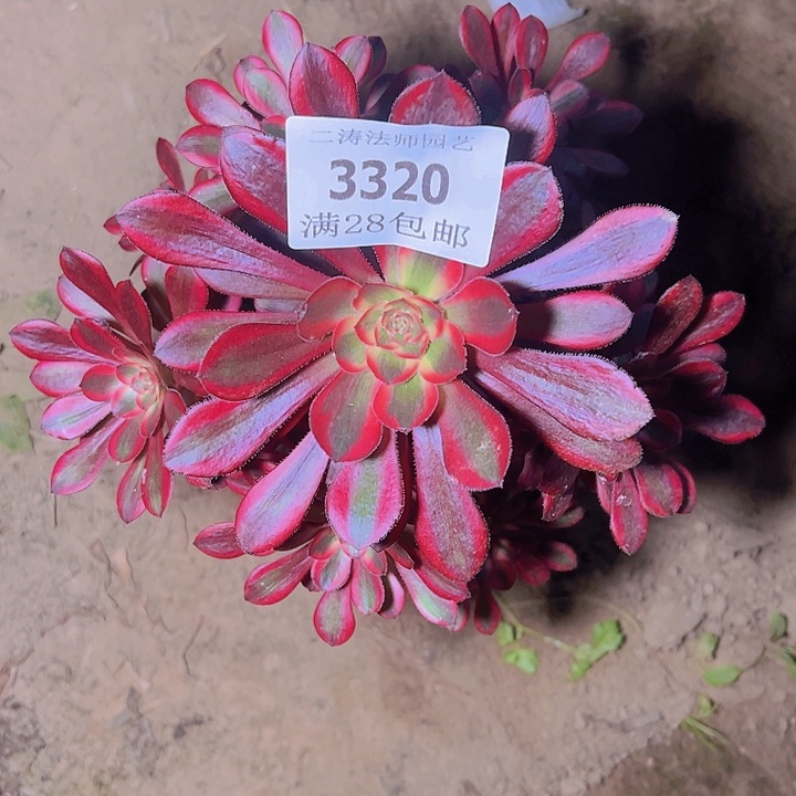 3320香奈尔多肉植物2号