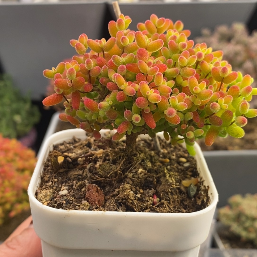 完全开放32号蜜橘糖球（6.5cm）