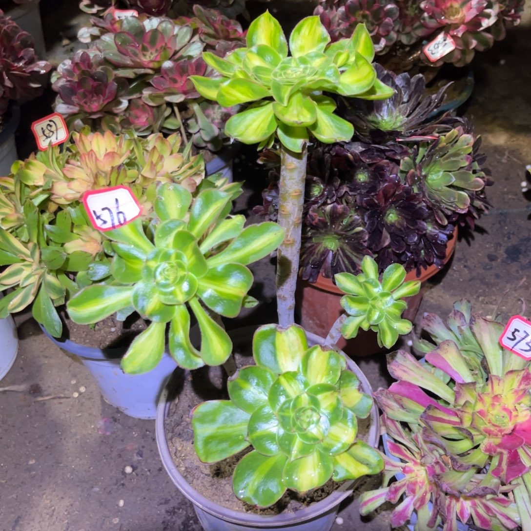 576多肉植物暴君群生没有主头