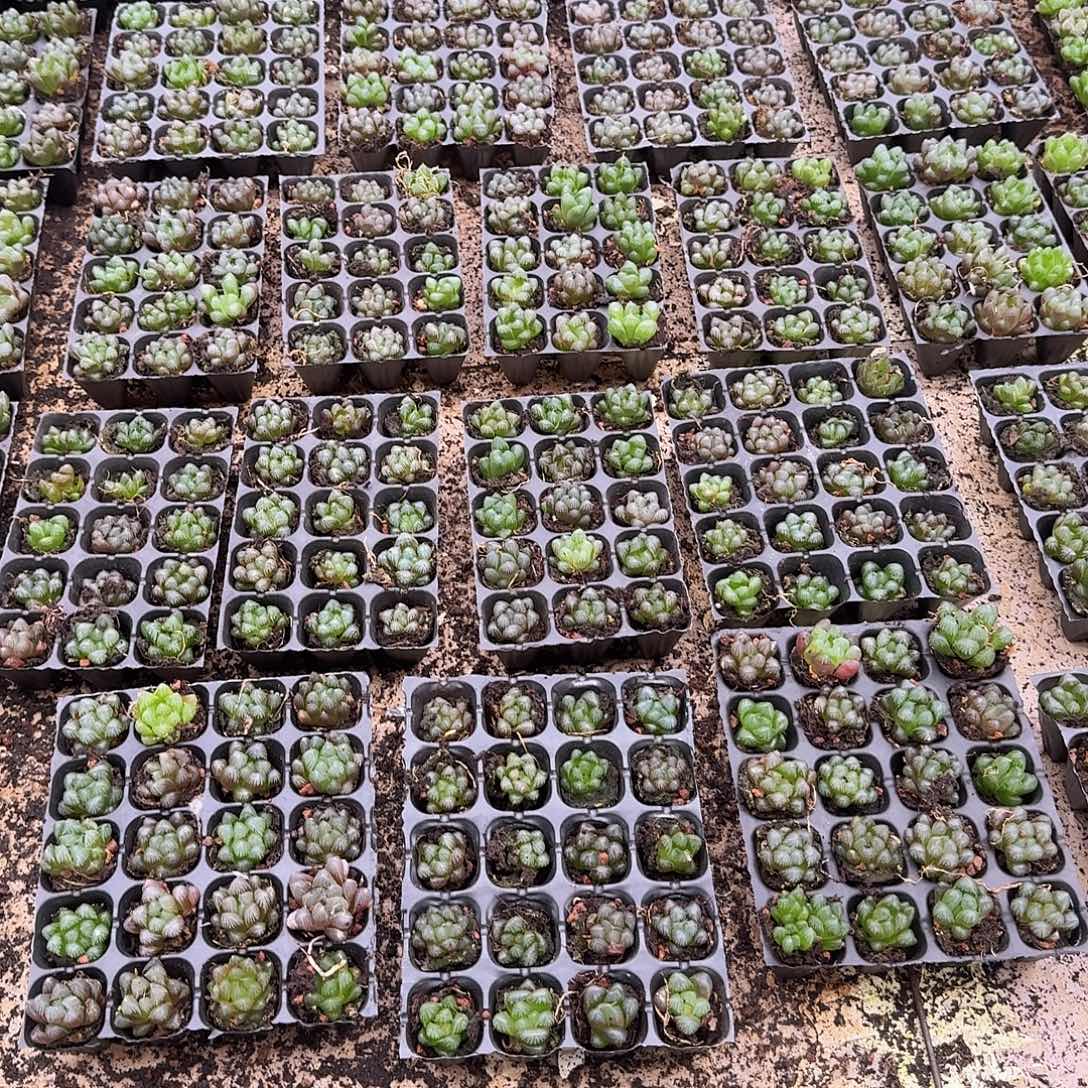 105孔玉露20颗不售后量拍