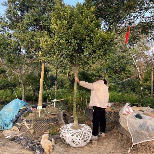 精品瓜子黄杨直杆，地径11.5公分分支135高2.6米，运费自理