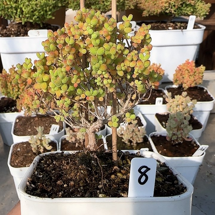 蜜橘糖球枝干番杏