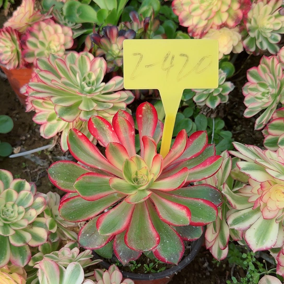 2-420---多头多肉植物