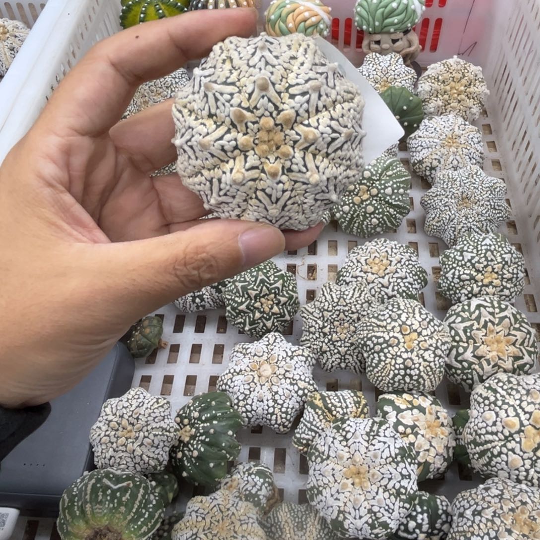 小***儿12.05号兜08仙人球