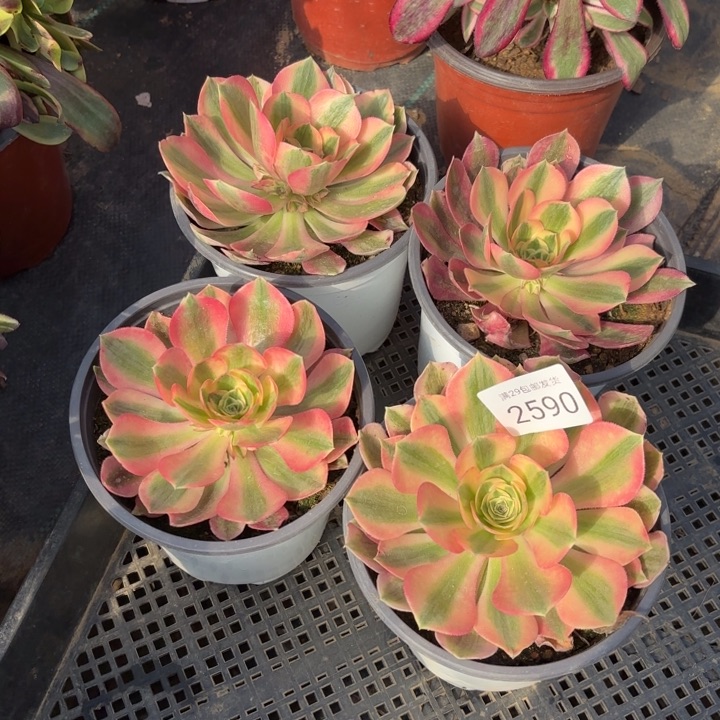 4颗多肉法师2590