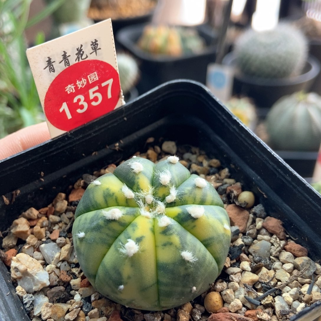 高绒散斑兜锦实生3.6厘米