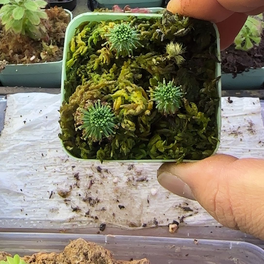 完全开放长鳞迷你茅