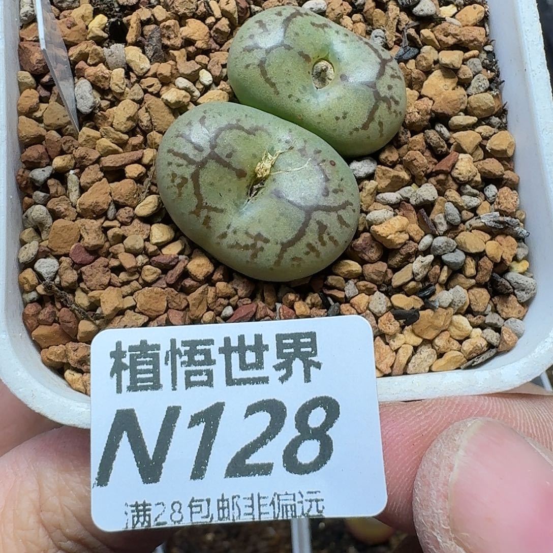 多肉植物的润泽ghj