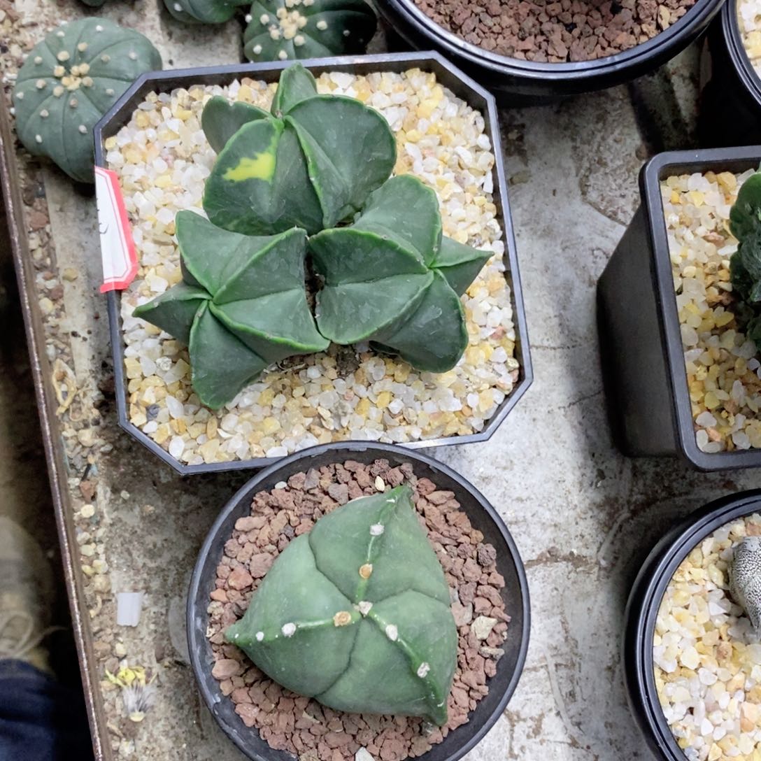 ****2仙人球两个鸾凤玉带盆