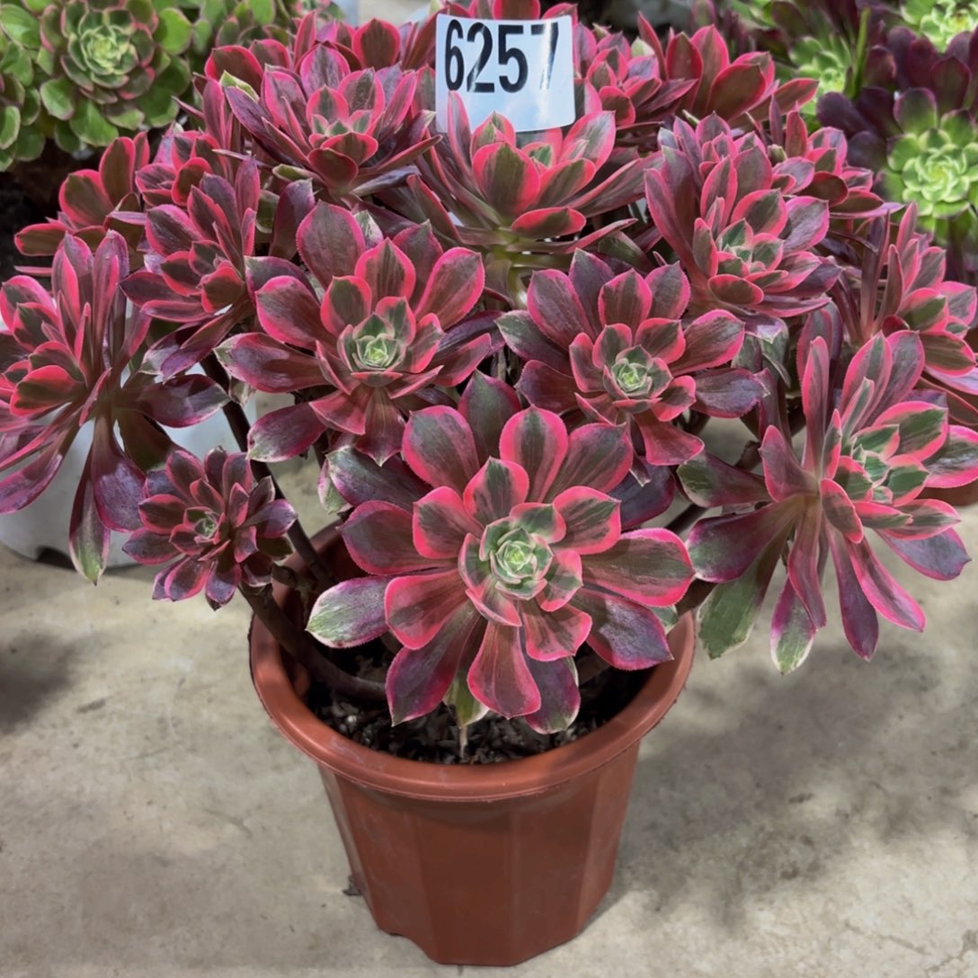 乐***中无花朵6257焕莎111111