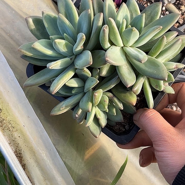 多肉植物莱万特818