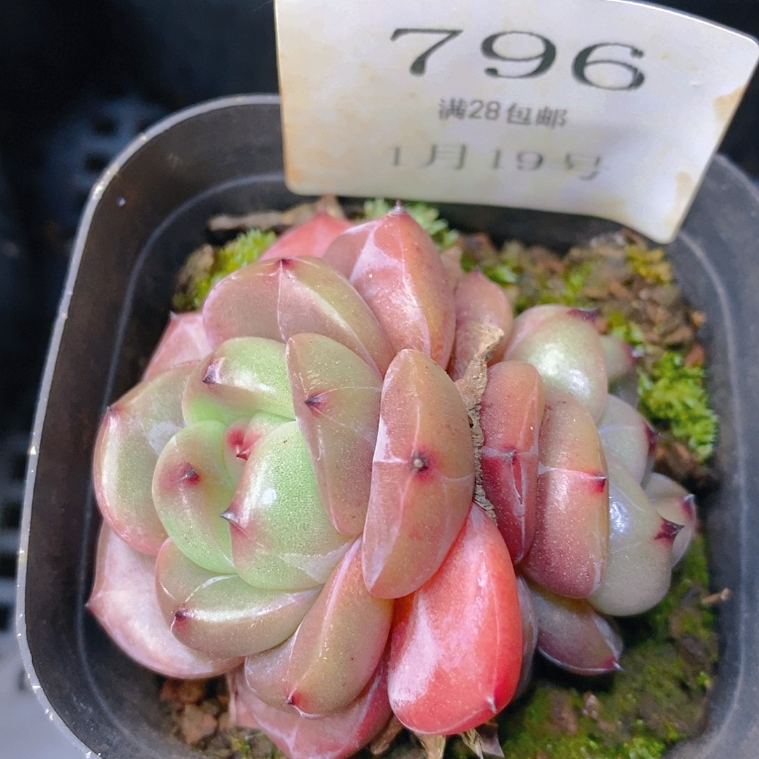 【闪购商品】云796