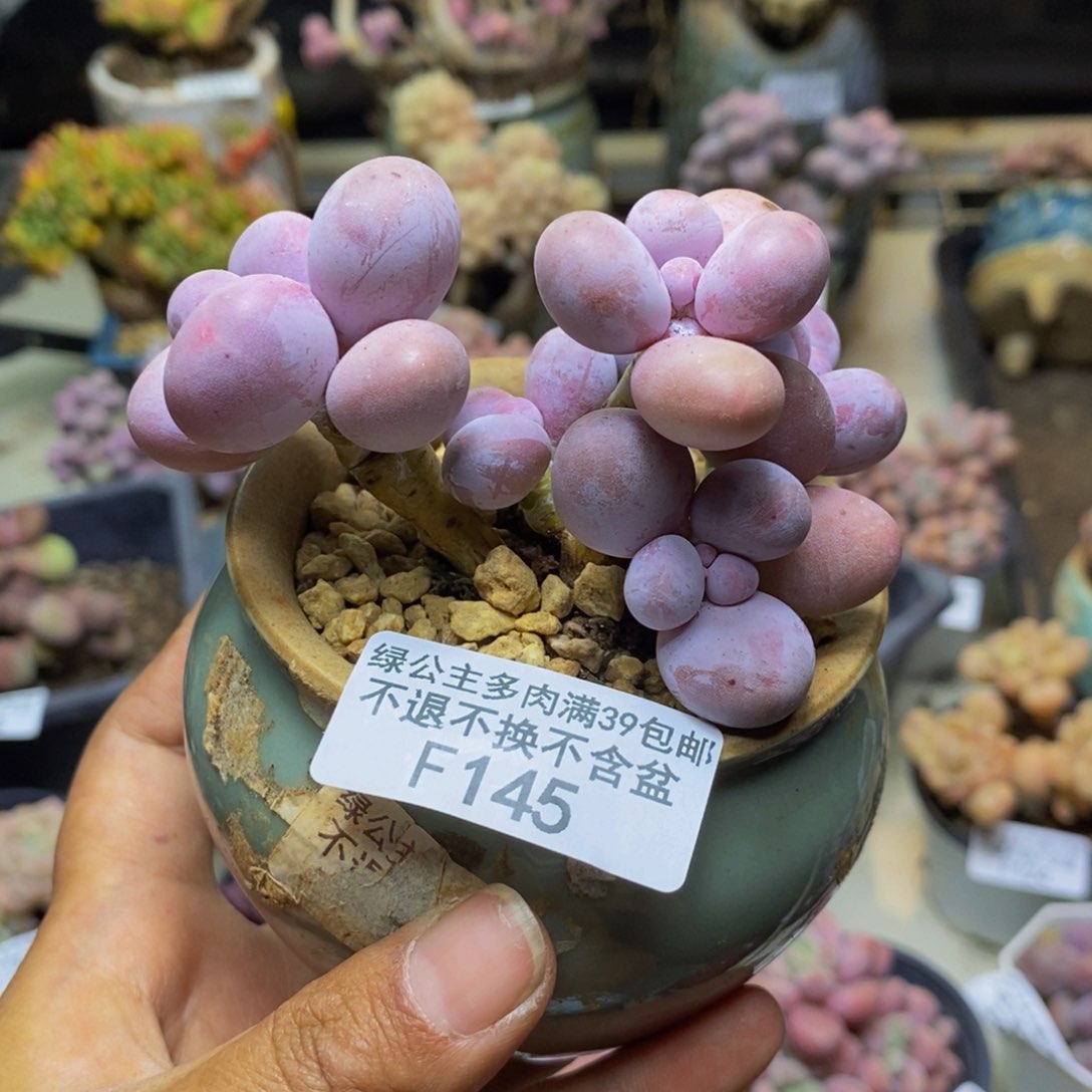 145芭比奶多肉7cm