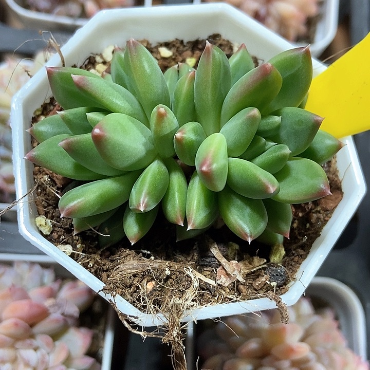 多肉植物714多肉