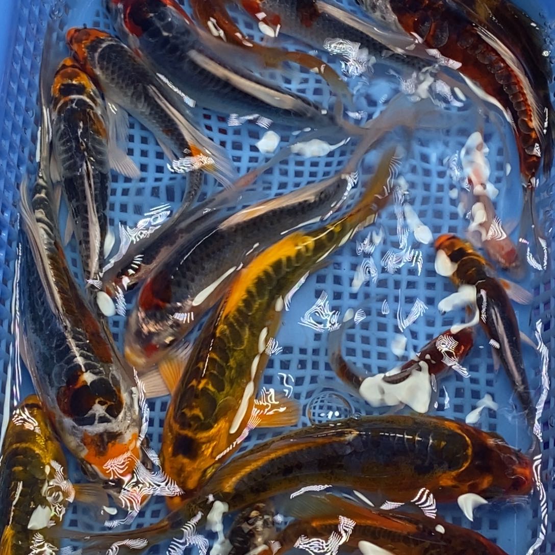 锦鲤冷水锦鲤包邮