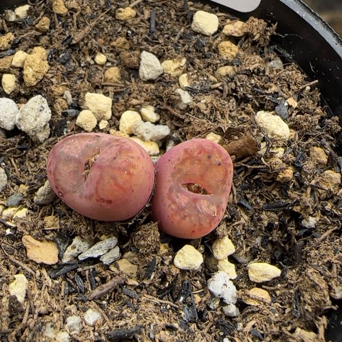 0837。毛杂。默认脱土。18包邮。偏远88包邮