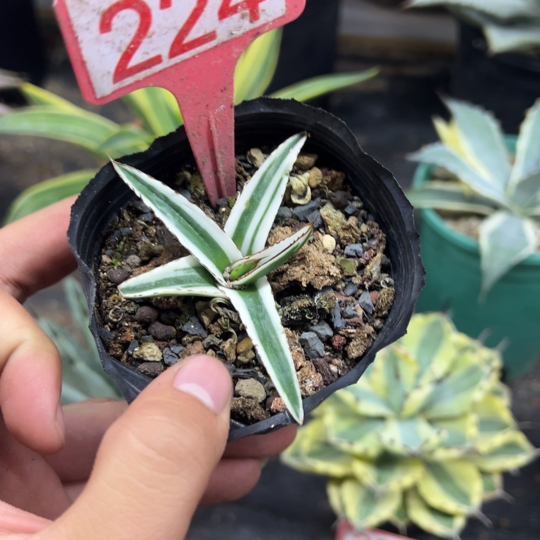 冰山龙舌兰非组培224