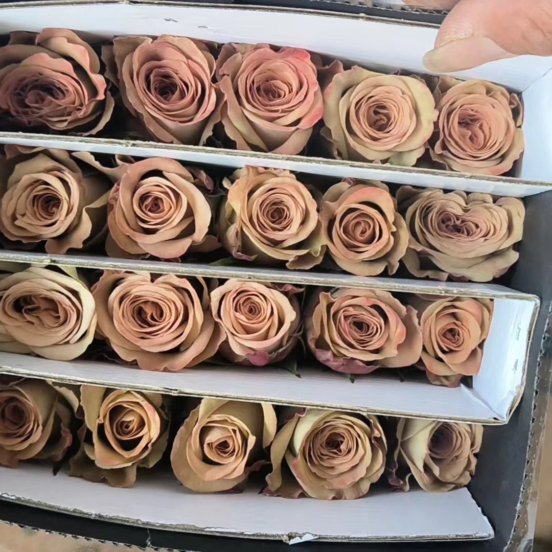 《卡布奇诺》云南玫瑰花复古色高级感觉鲜花花卉