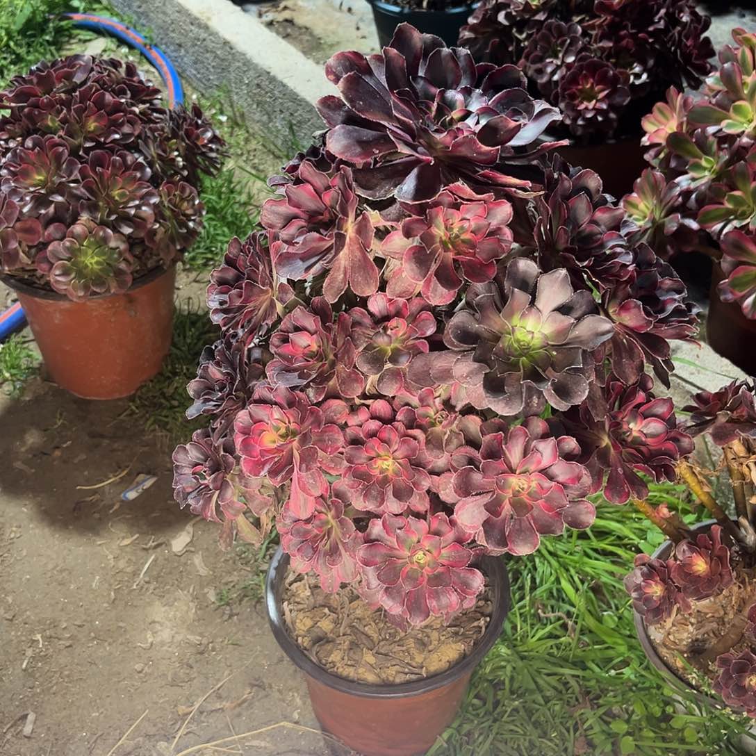 13丽娜法师多肉植物