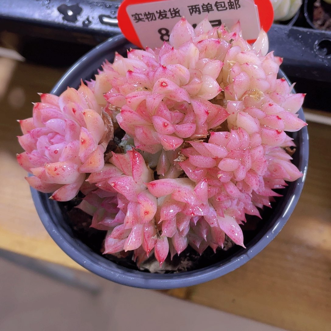 864号 龙头桃薰女王缀化