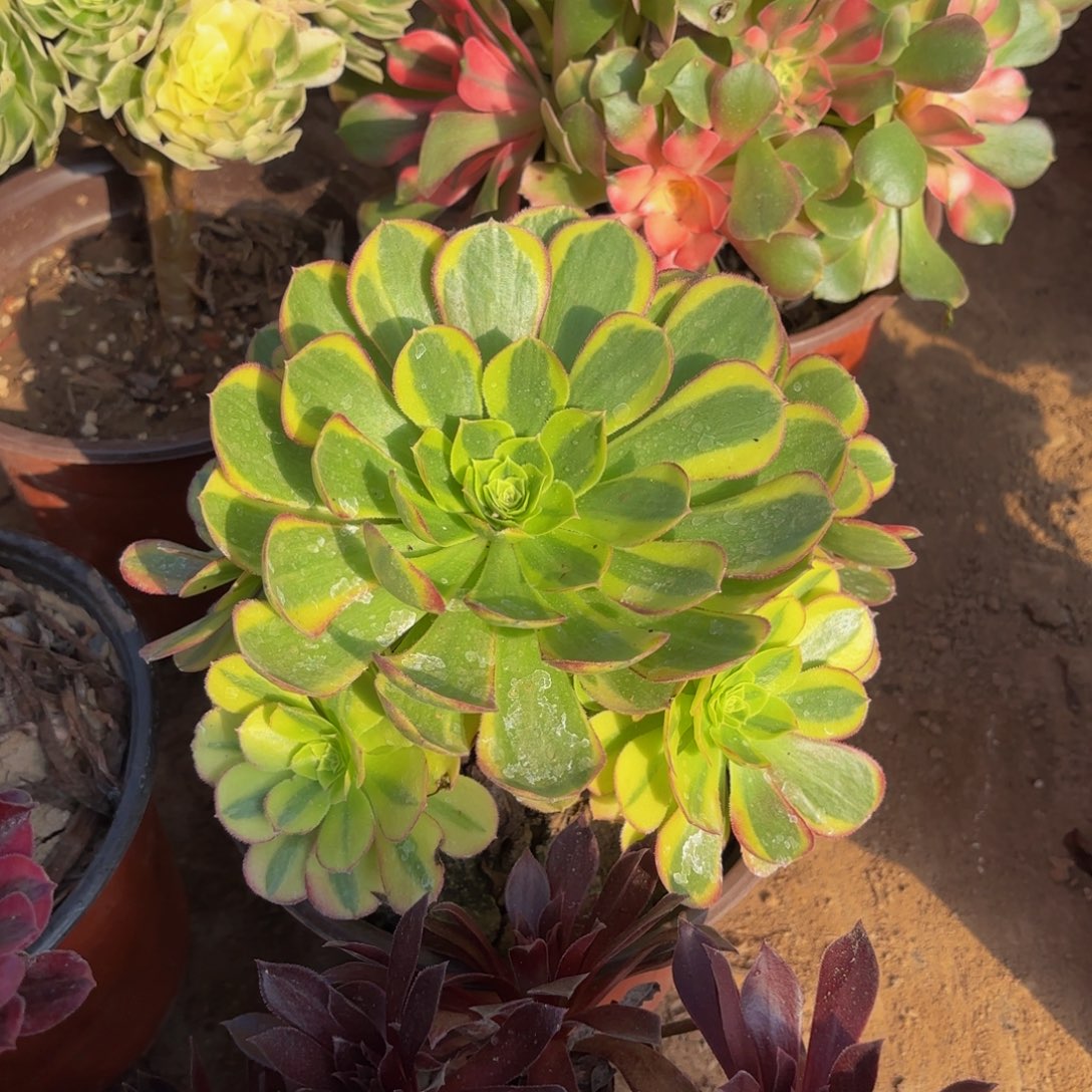 万圣节奶白两颗木质9.9