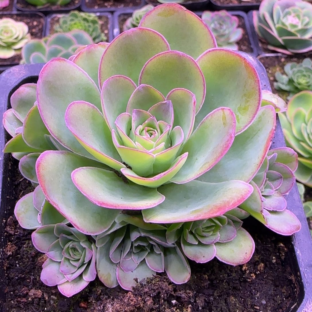 巨****姐9厘米胧月玫瑰捧花12424343