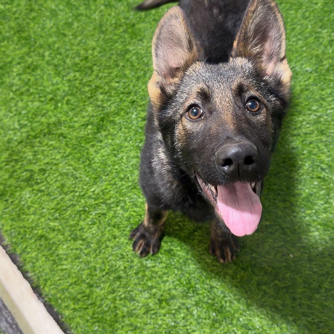 三个半月狼灰小公