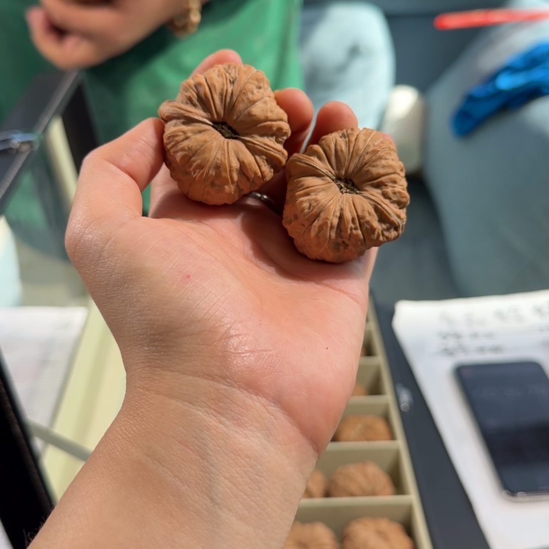 文玩核桃把件245号全品南瓜墩40mm