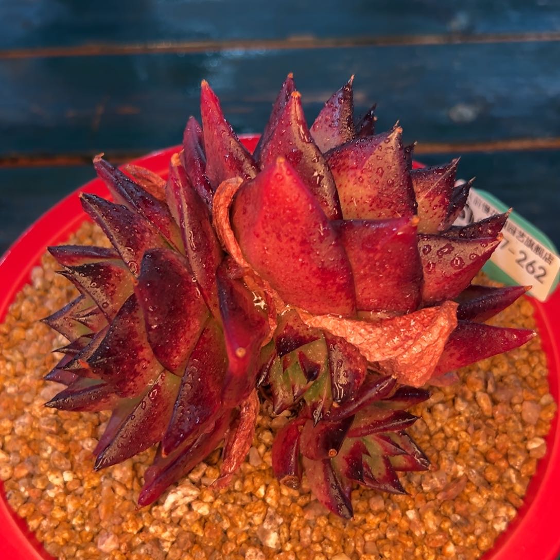 多肉一物一拍编号0207-14