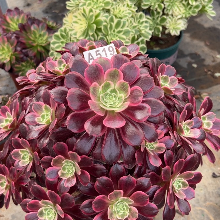 519白婚纱35厘米左右