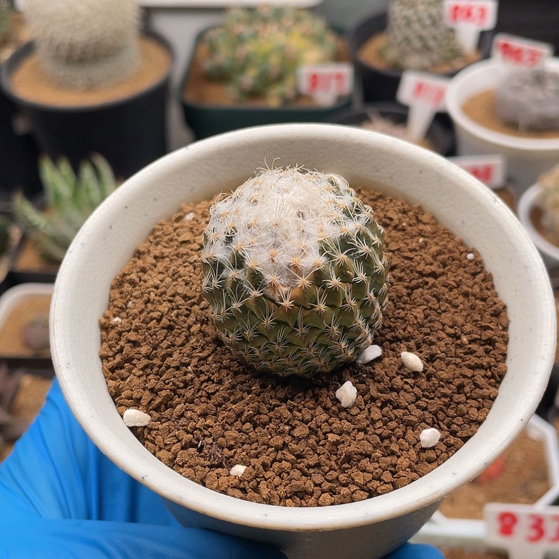 银牡丹特价微瑕仙人球