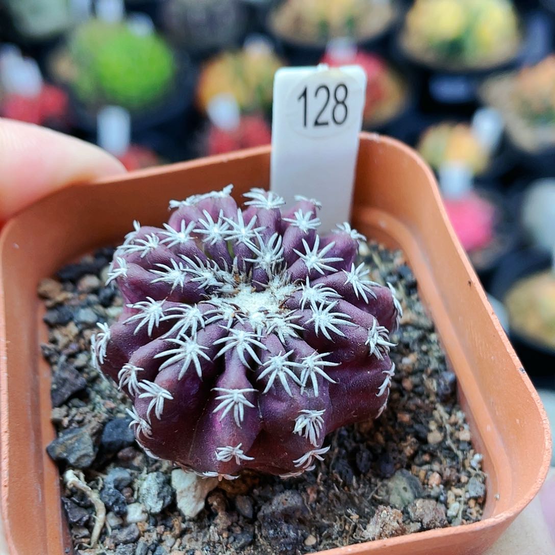 非偏远地区满25发货仙人球