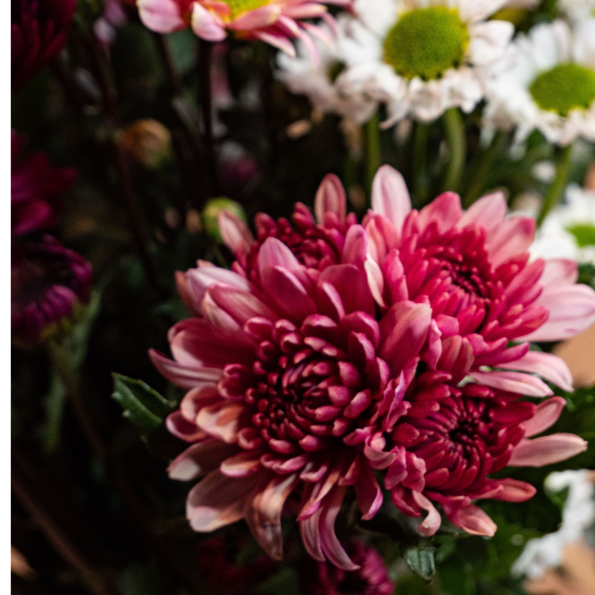 小雏菊鲜花 云南基地直发花期超长好养瓶插花束 家居插花送人送礼