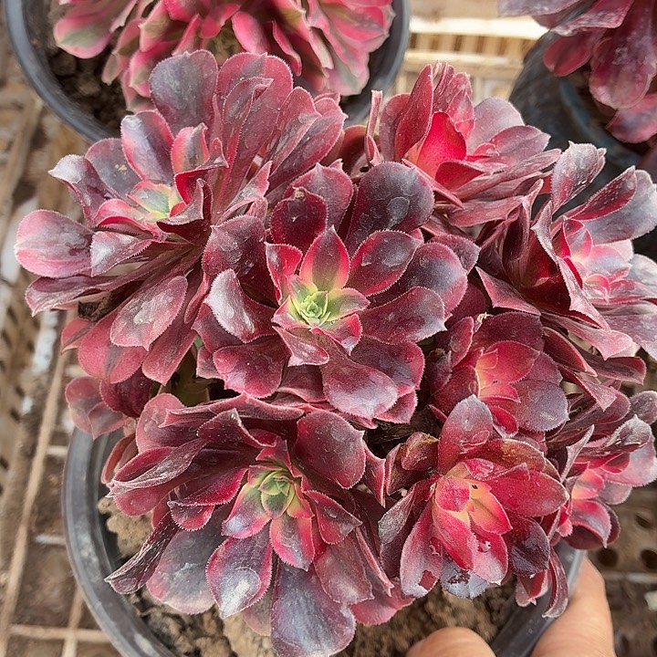 小美杜莎拼单脱土