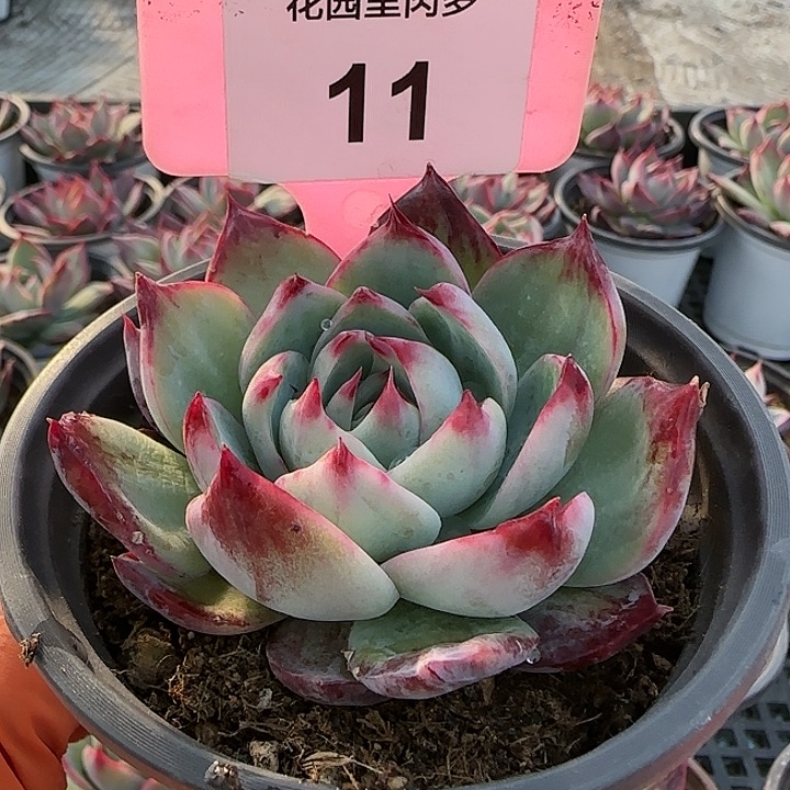 11 惊鸿仙子多肉植物6-9cm