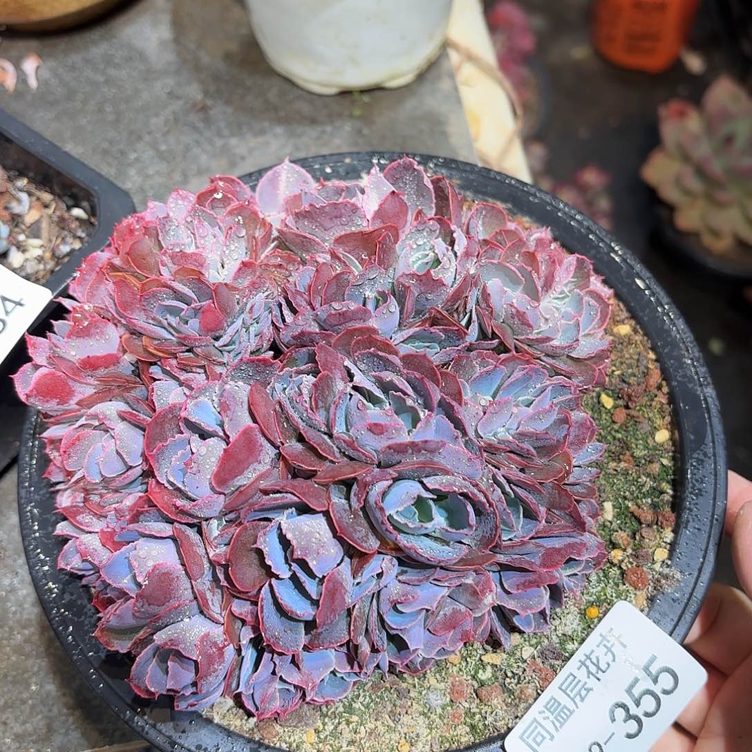 同温层多肉晚霞之舞缀355