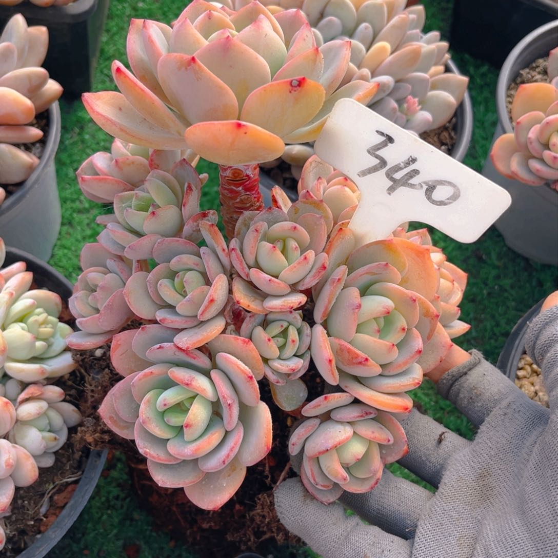 般*340fghjjjjjjjjjjjkm