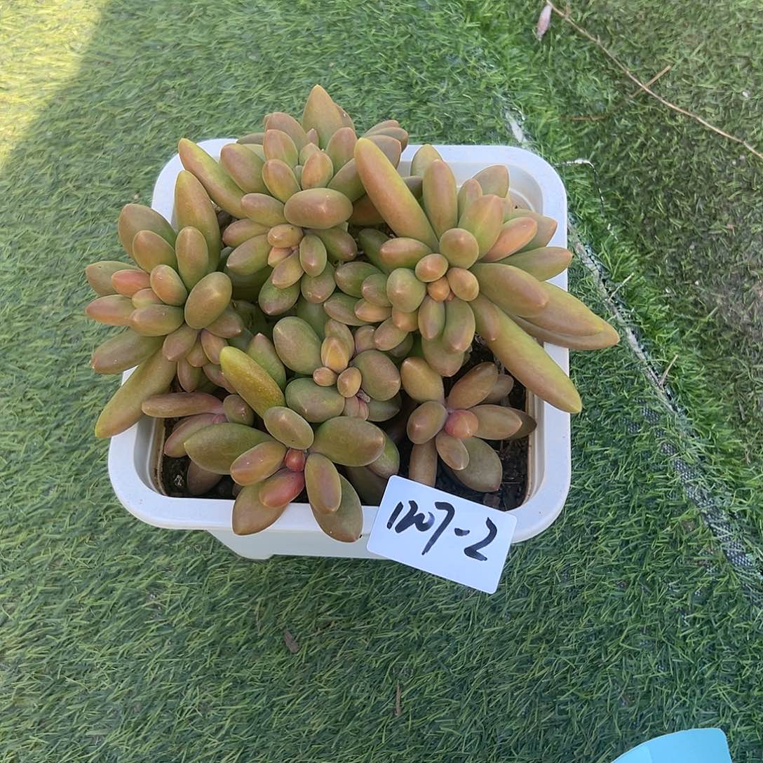 宜***琴1207-2芒果奶大群多肉