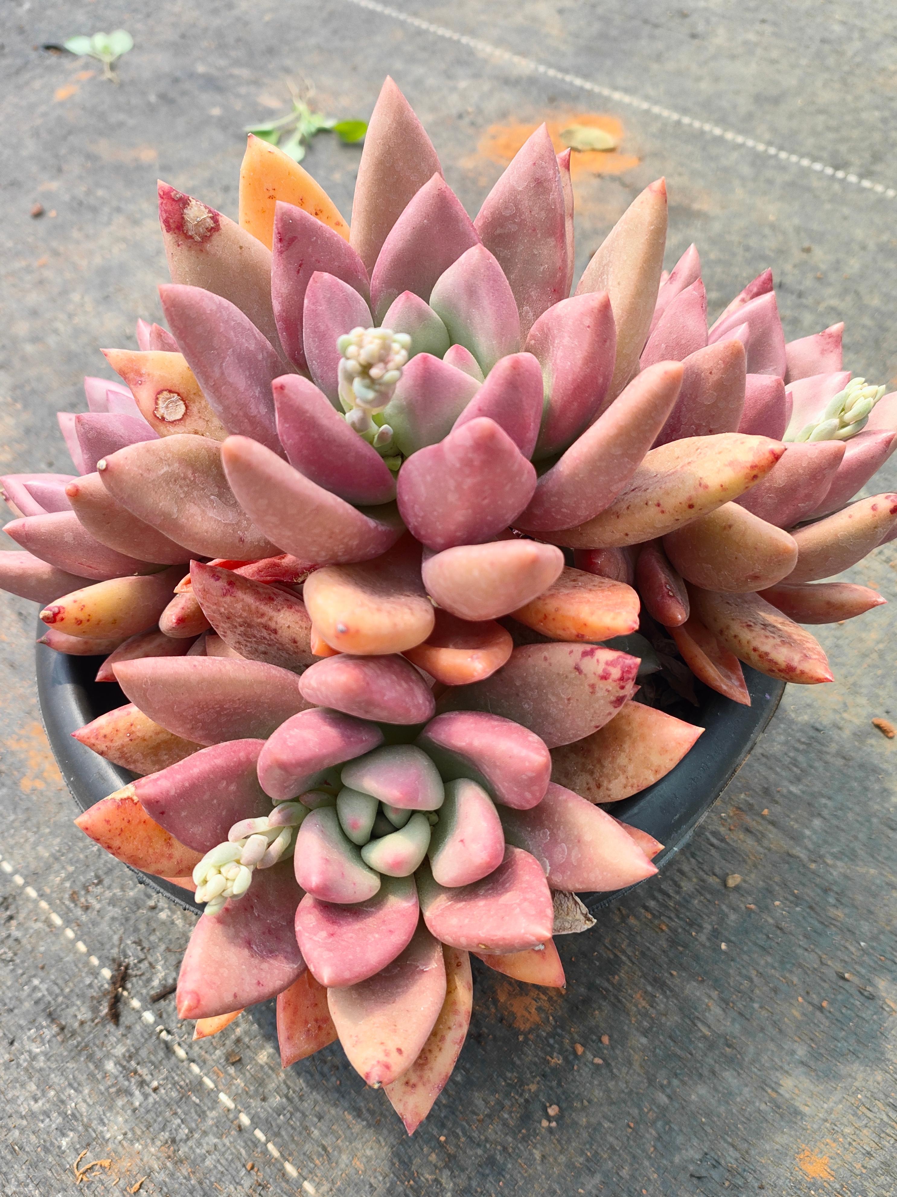 精品多头桃花源 好种好养