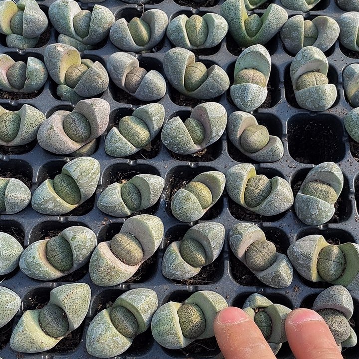 小元宝1元带土发货