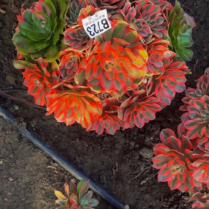 女妖花30-46包邮花花