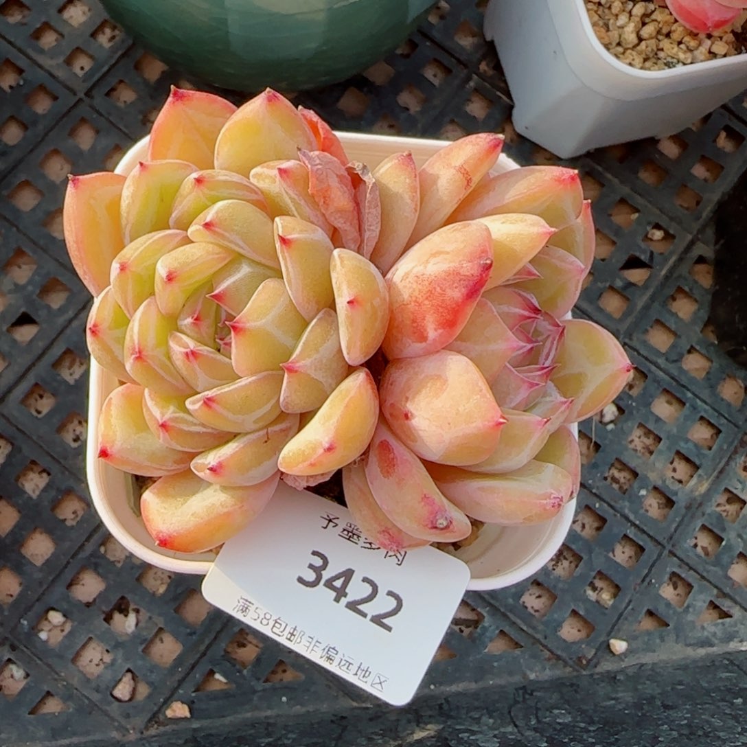 雪花珍妮，3422多肉植物