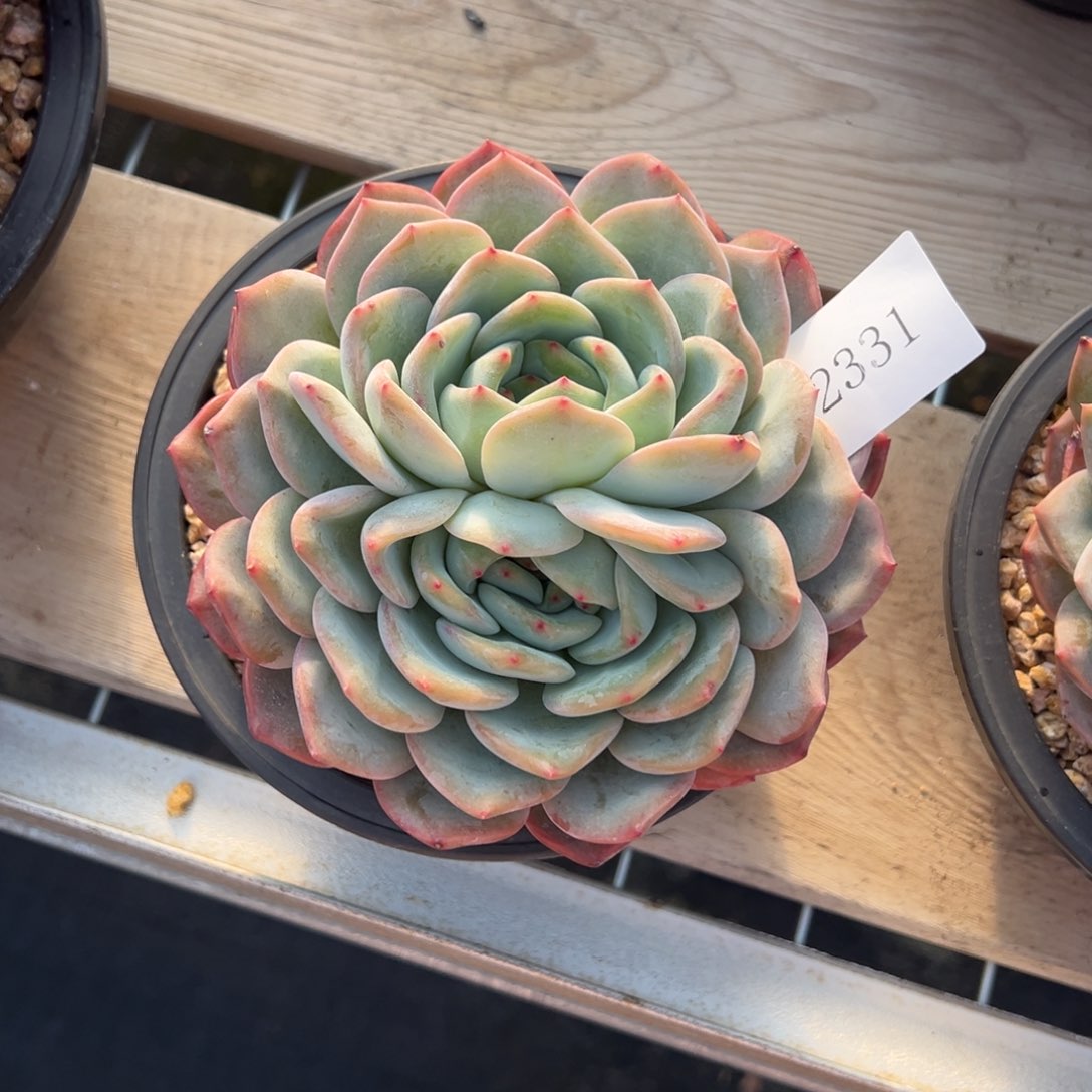 A****g2331肉肉肉肉肉肉