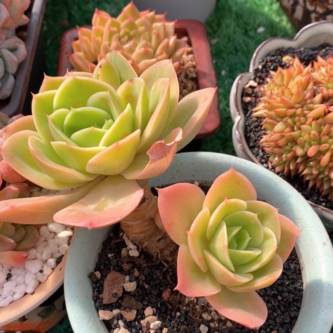 星娜塔多肉植物盆栽