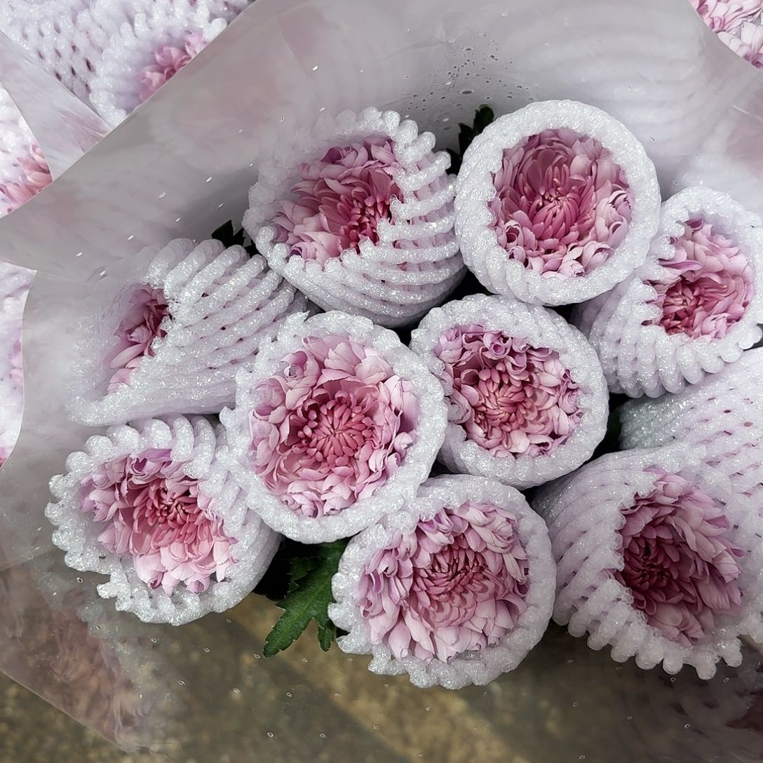 单头 小菊 卷卷梦幻粉