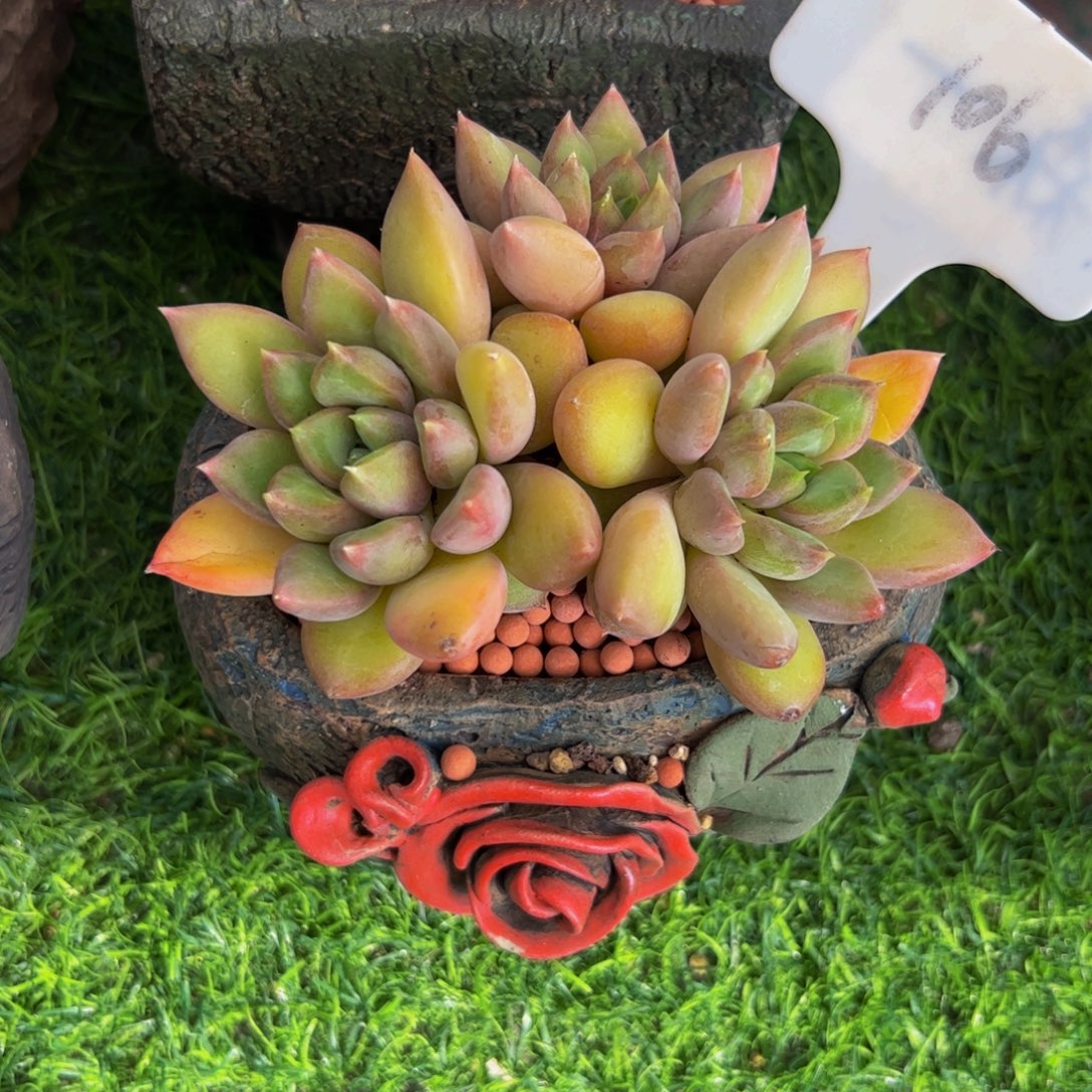 浅***ᐝ红象牙小老桩多肉植物