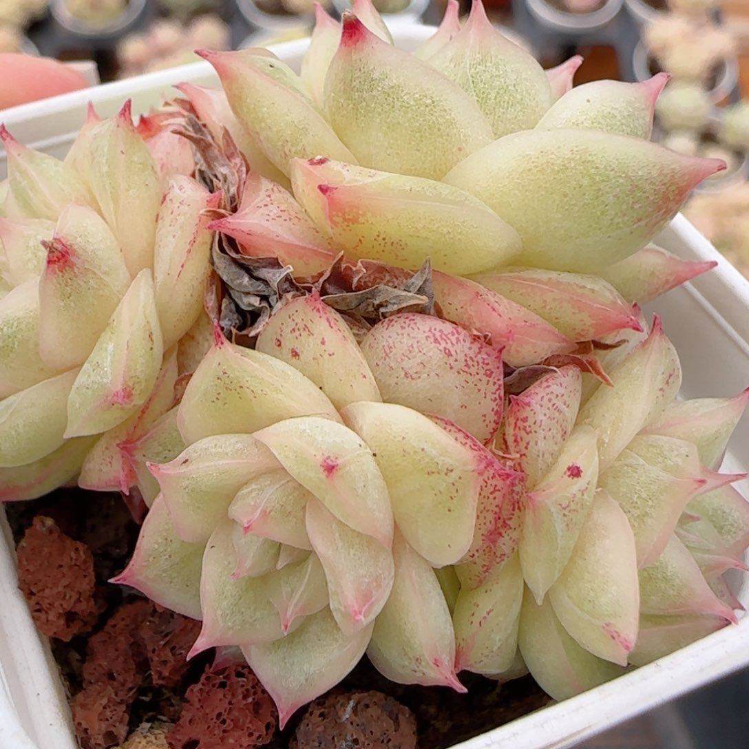 花语多肉1223-253散