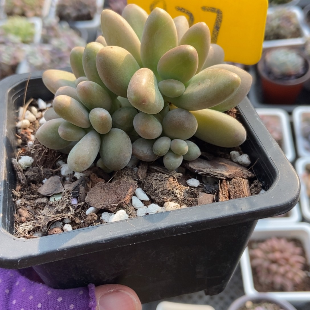 827芒果美人多肉植物