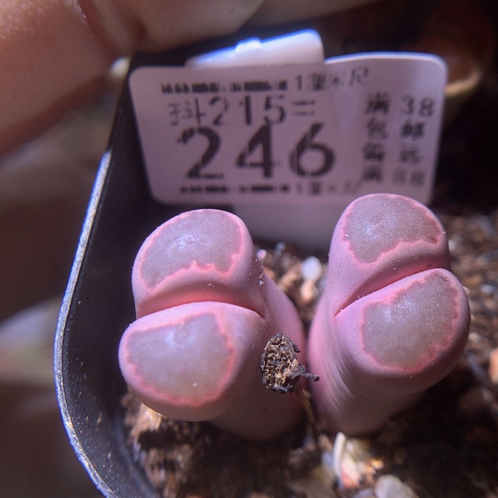 精品生石花215.246高特